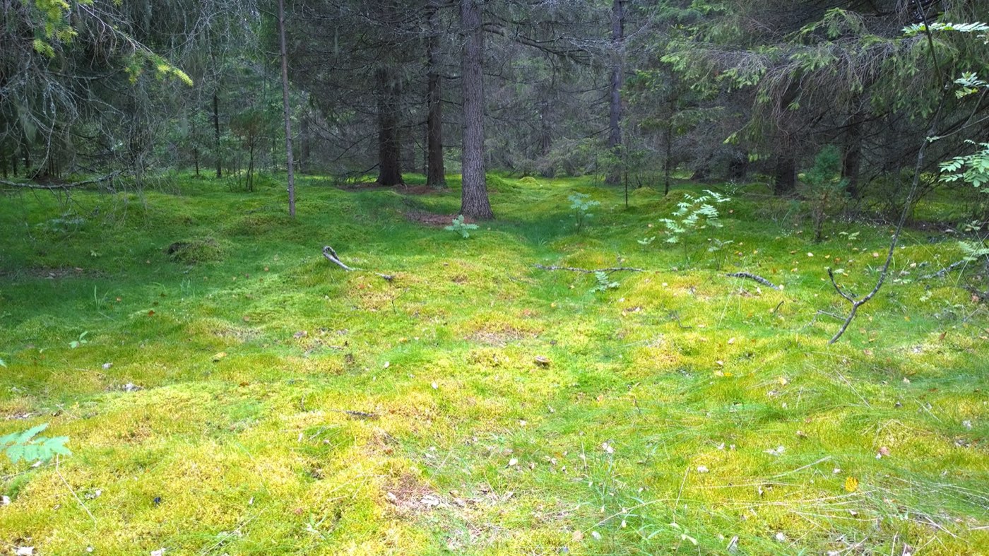 Kuusikkoa, jonka maapohjan peittää paksu vihreä sammal, seassa saniaisia ja maapuuta