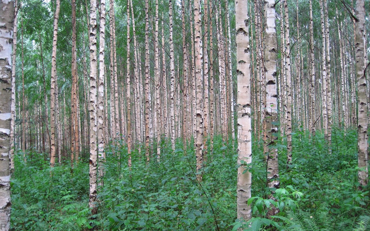Koivikkoa, jonka aluskasvillisuus on rehevää ruohoa ja saniaista