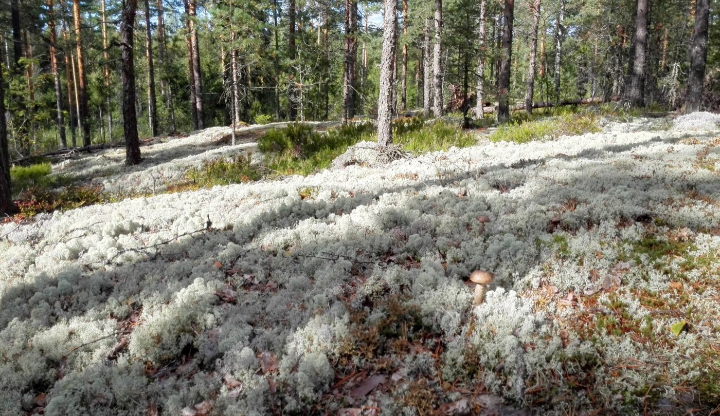 Männikköä, jonka maapohjan peittää vaalea poronjäkälä, seassa kanervaa ja hiekkaista maata